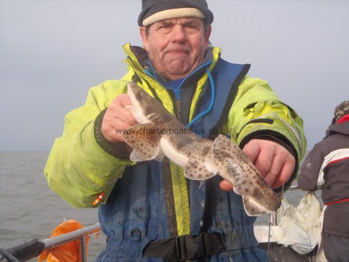 1 lb 15 oz Lesser Spotted Dogfish by Roy.