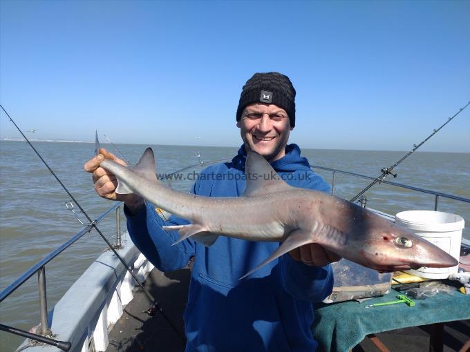 11 lb Starry Smooth-hound by Mark Wallis