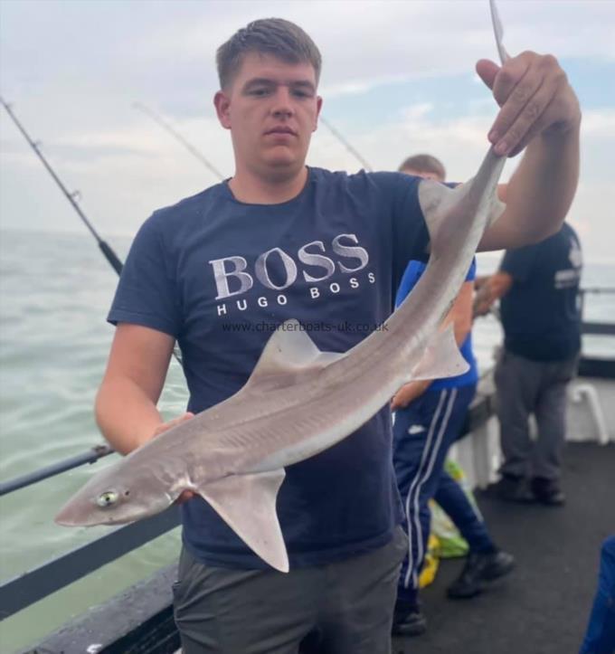 5 lb Starry Smooth-hound by Unknown