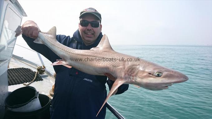 16 lb Starry Smooth-hound by Terry from Kent