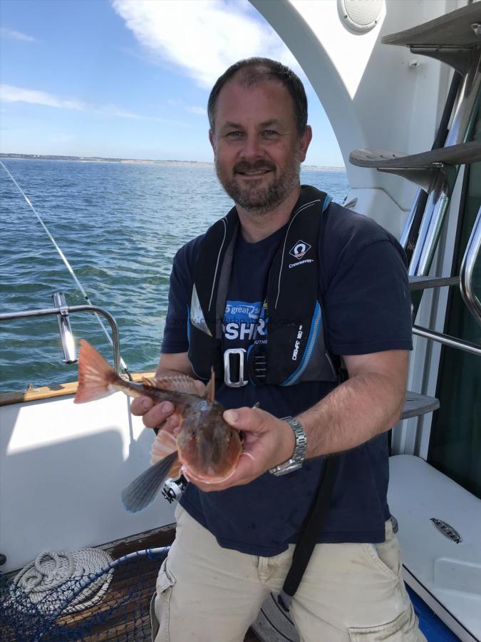 1 lb 8 oz Red Gurnard by Unknown