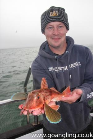 2 lb Tub Gurnard by Azz