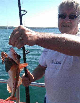 1 lb 12 oz Tub Gurnard by mick