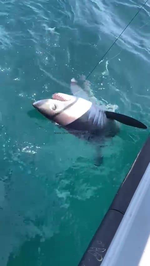 180 lb Porbeagle by Unknown