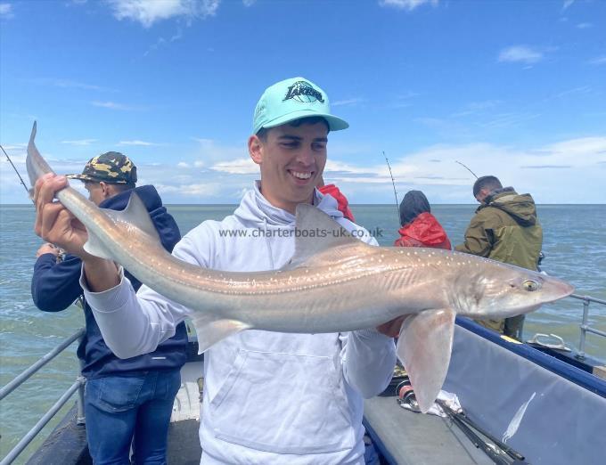 7 lb Smooth-hound by Unknown