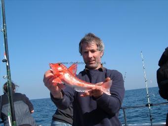 1 lb 3 oz Red Gurnard by Anthony Birtwhistle