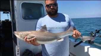 13 lb Smooth-hound (Common) by Unknown