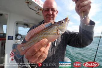 1 lb Cuckoo Wrasse by Keith