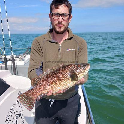 3 lb Ballan Wrasse by Dan