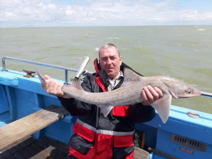 9 lb Smooth-hound (Common) by Paul