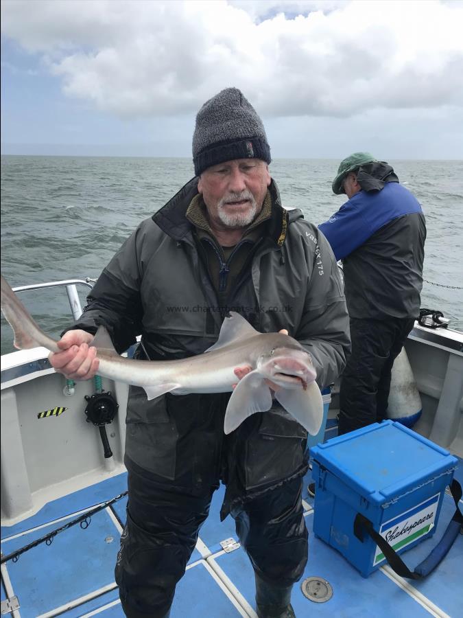 6 lb Smooth-hound by Allan