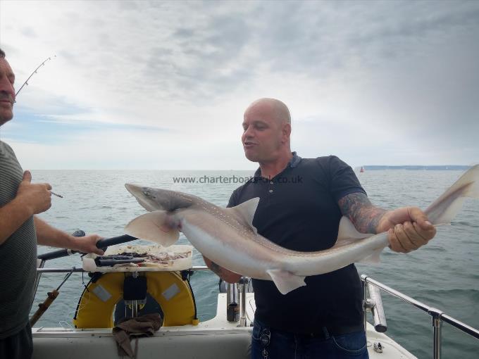 20 lb Starry Smooth-hound by Dic Bradley