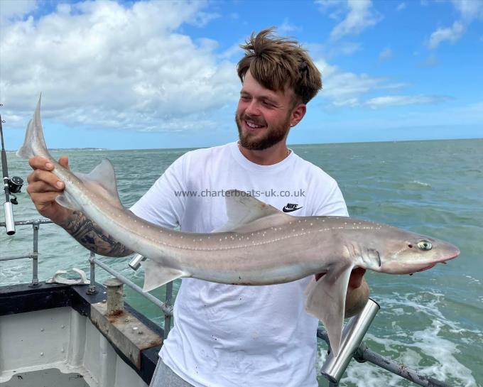 7 lb Starry Smooth-hound by Unknown