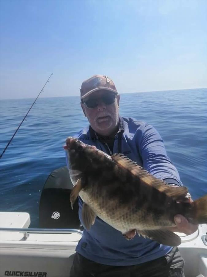 5 lb Ballan Wrasse by Ken Collins