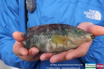 6 oz Corkwing Wrasse by Pete