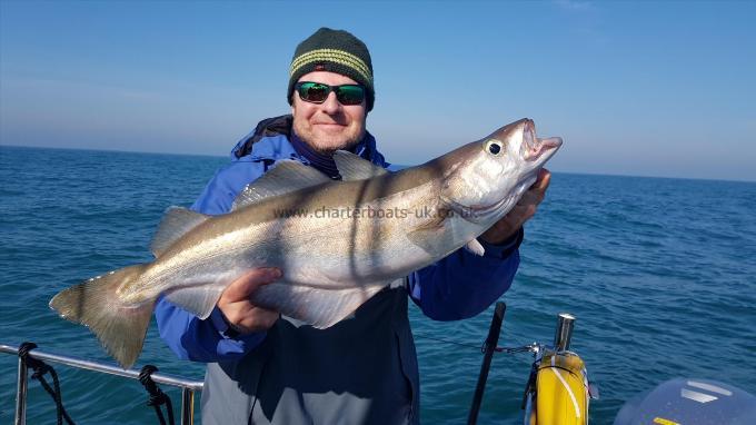 8 lb 7 oz Pollock by David