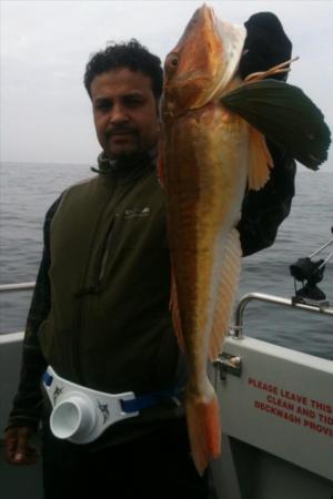 8 lb 10 oz Tub Gurnard by Abdul