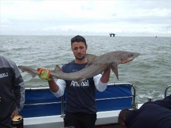 12 lb 8 oz Starry Smooth-hound by Joe