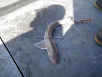 8 lb Starry Smooth-hound by Unknown