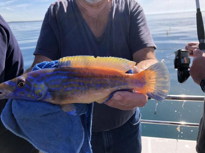 12 oz Cuckoo Wrasse by John