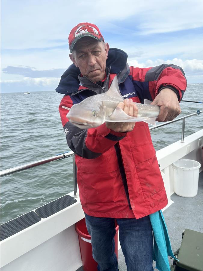3 Kg Starry Smooth-hound by Ray Crowe