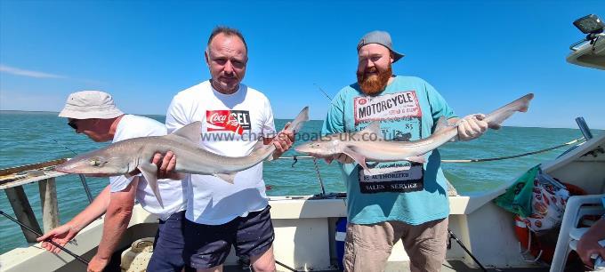 13 lb 15 oz Starry Smooth-hound by Mario