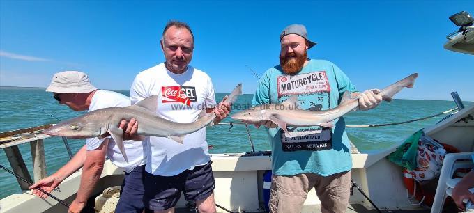 13 lb 15 oz Starry Smooth-hound by Mario