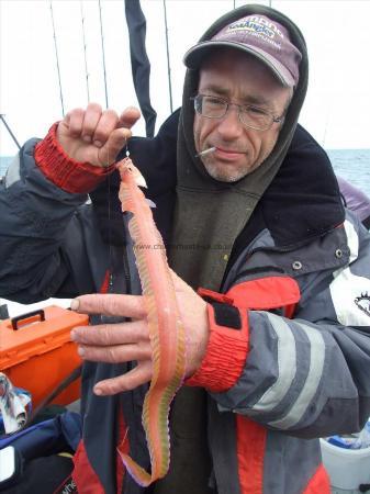 2 oz Red Band Fish by John Shaplin