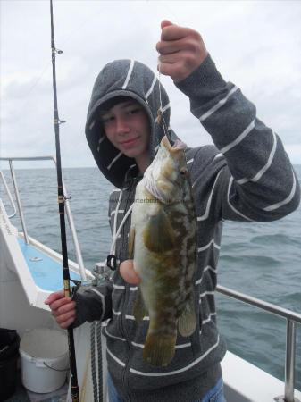 2 lb 8 oz Ballan Wrasse by Unknown