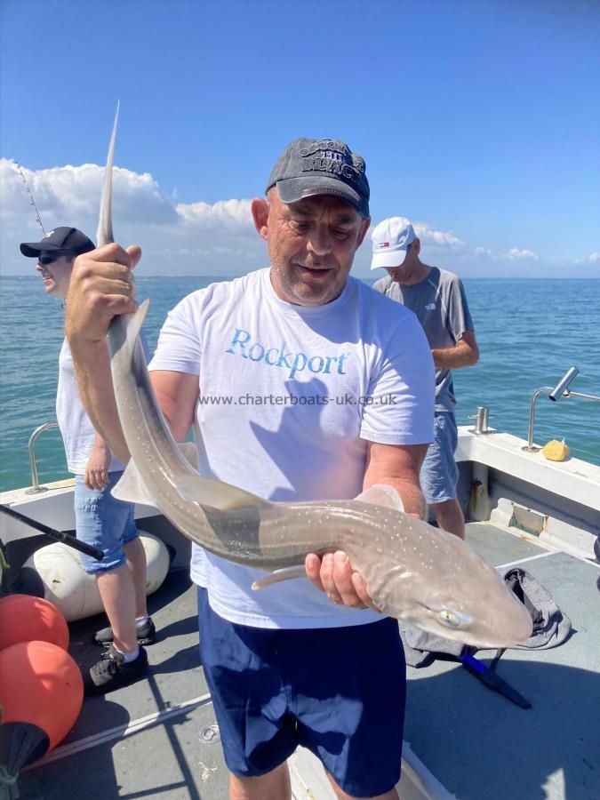 10 lb Starry Smooth-hound by Dell