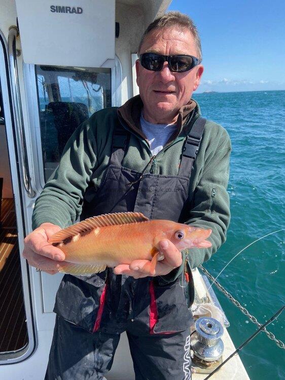 1 lb 1 oz Cuckoo Wrasse by Unknown