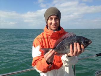 2 lb Black Sea Bream by Unknown