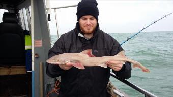 3 lb 5 oz Starry Smooth-hound by John