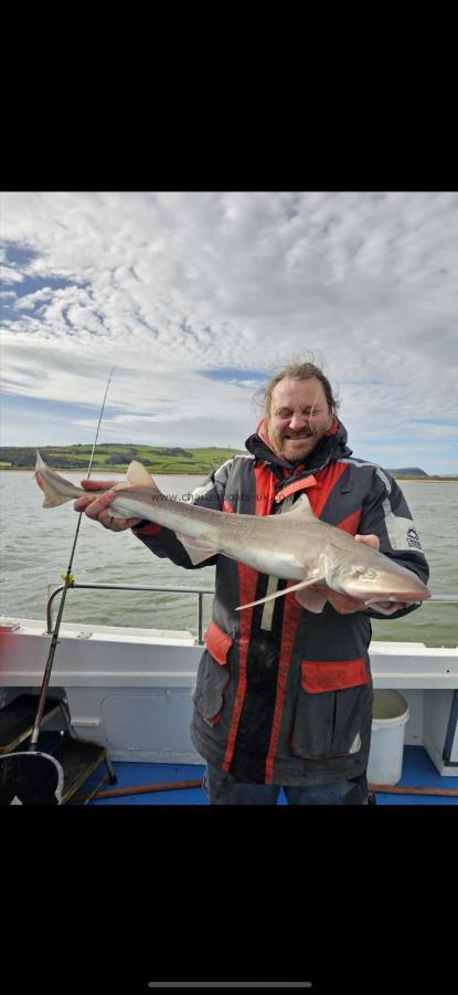 11 lb Smooth-hound (Common) by Simon Parry