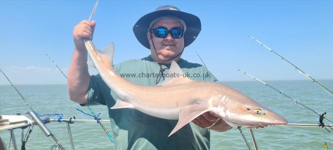 11 lb 6 oz Starry Smooth-hound by Gary