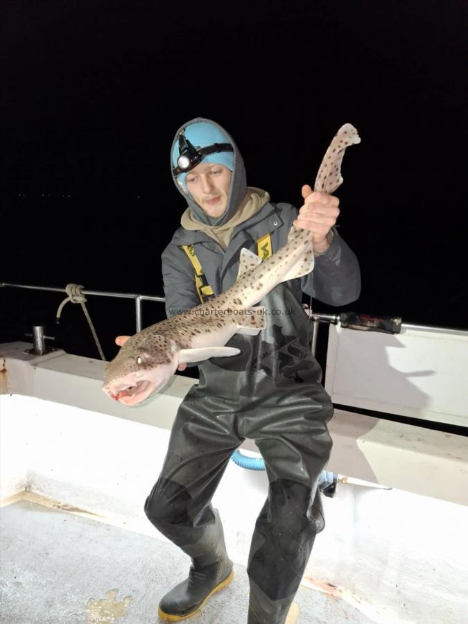 8 lb Bull Huss by Unknown