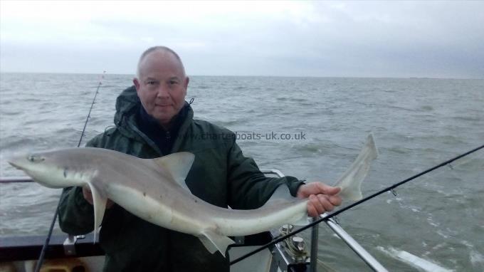 2 oz Smooth-hound by Unknown
