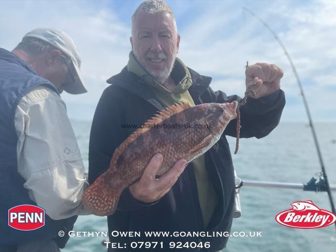 2 lb Ballan Wrasse by Dave Rose