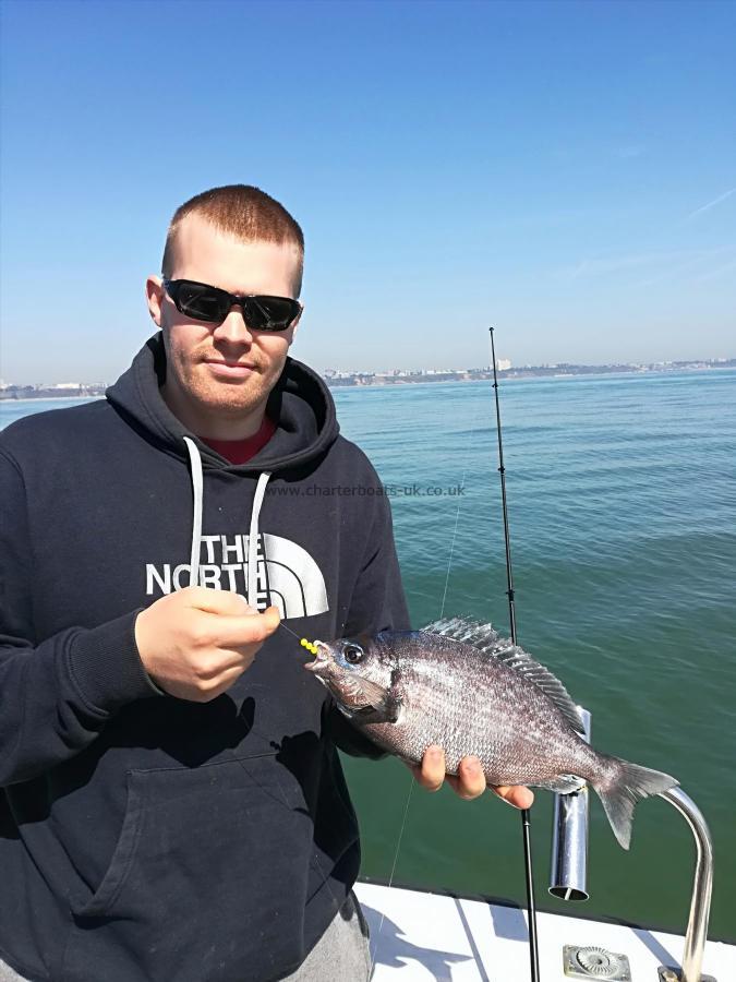 1 lb 6 oz Black Sea Bream by Unknown