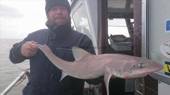 12 lb Starry Smooth-hound by Unknown