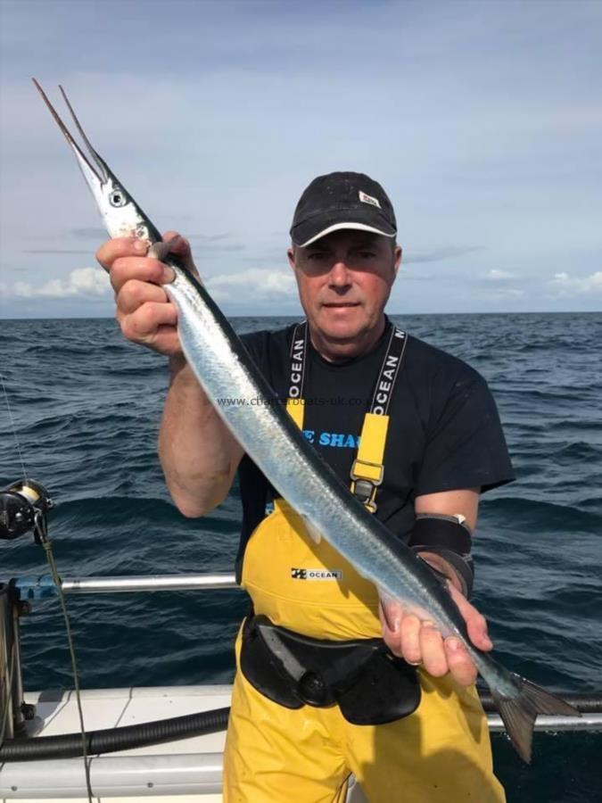 1 lb 12 oz Garfish by Graham