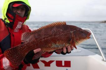 3 Kg Ballan Wrasse by Alex