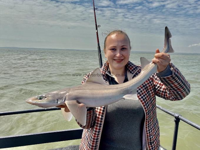7 lb Smooth-hound by Unknown