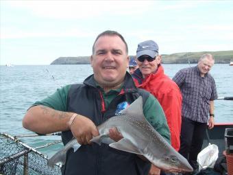 4 lb Starry Smooth-hound by Unknown