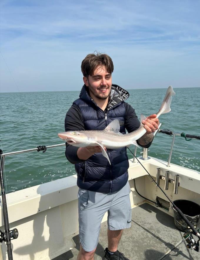 5 lb 8 oz Starry Smooth-hound by Maximum