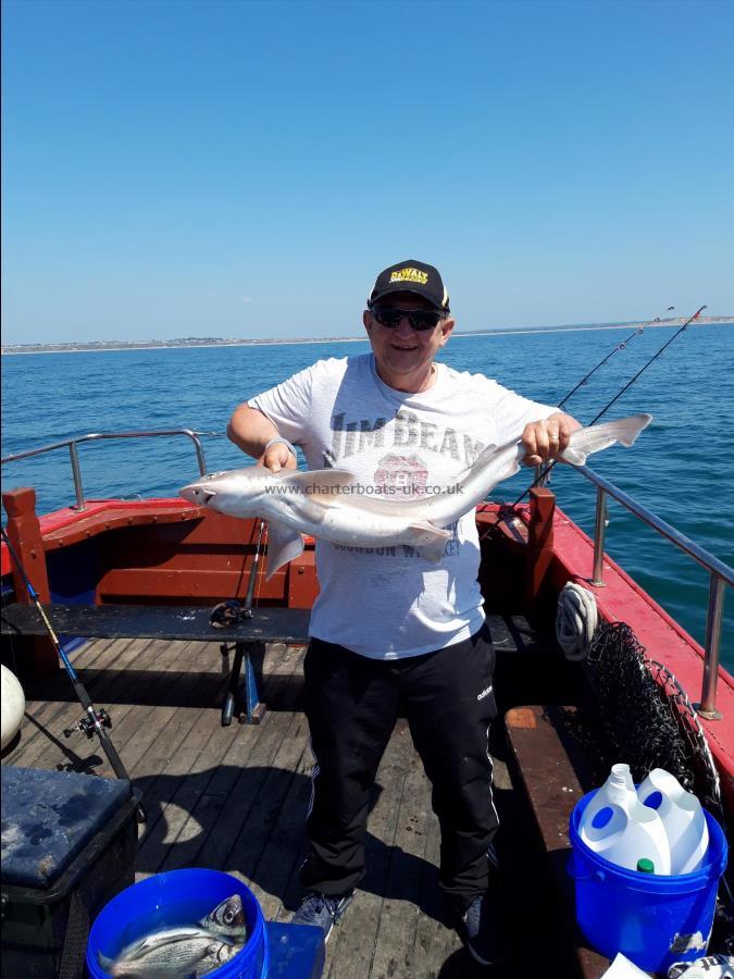 12 lb Starry Smooth-hound by Perenial Angler Chris Saville from Swindon...