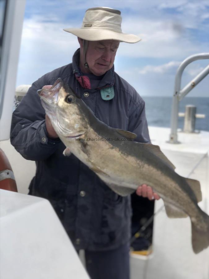 14 lb 9 oz Pollock by Andrew