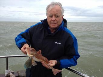 2 lb Tub Gurnard by Dave