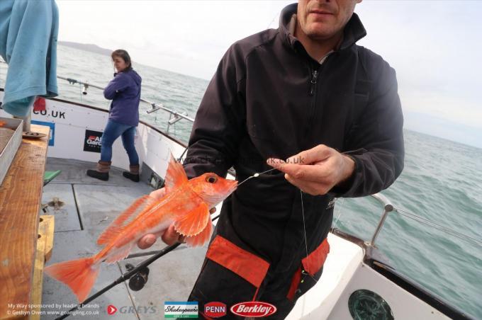 1 lb Red Gurnard by Unknown