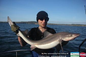 17 lb Starry Smooth-hound by Sy